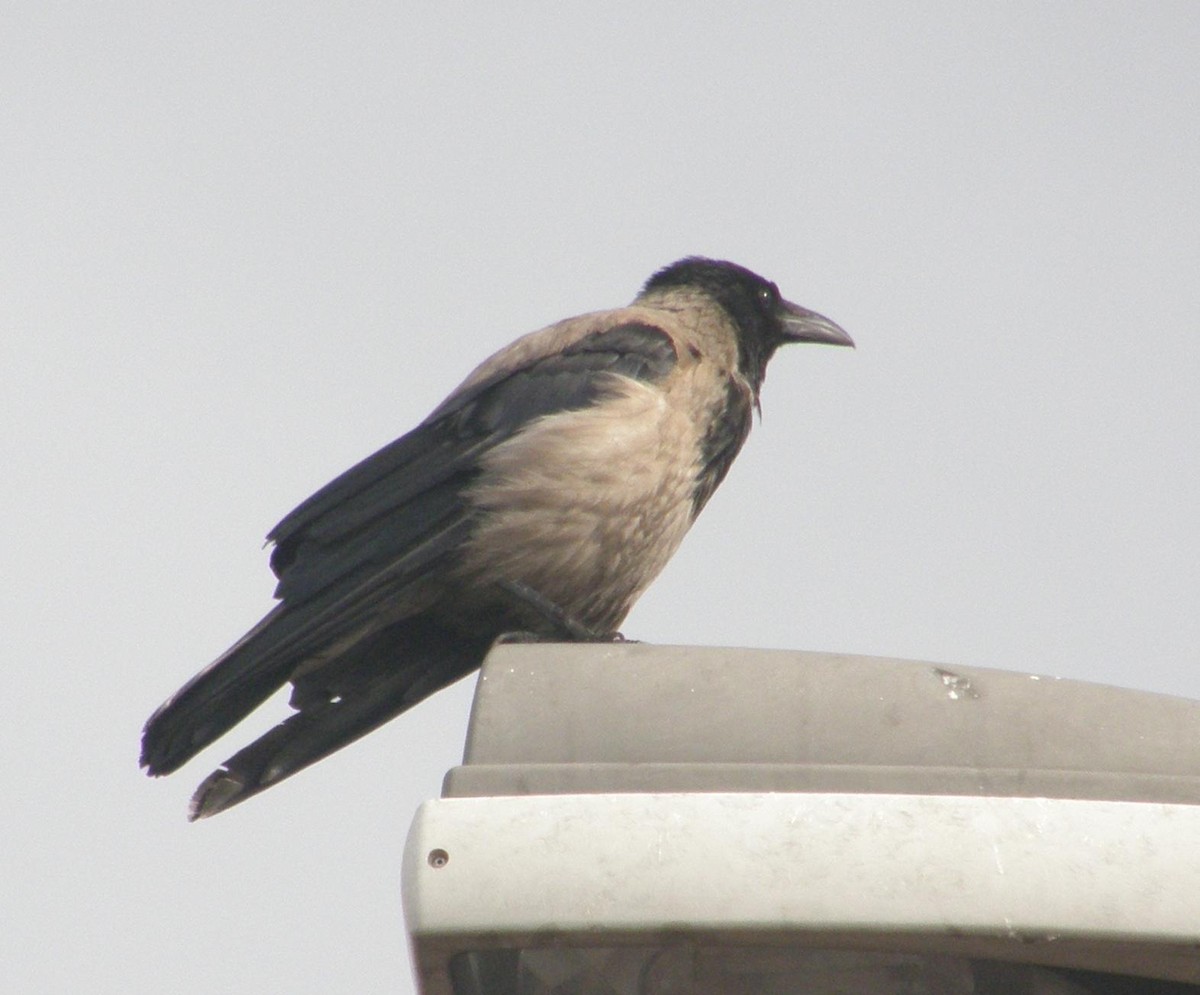 Hooded Crow - ML611944465