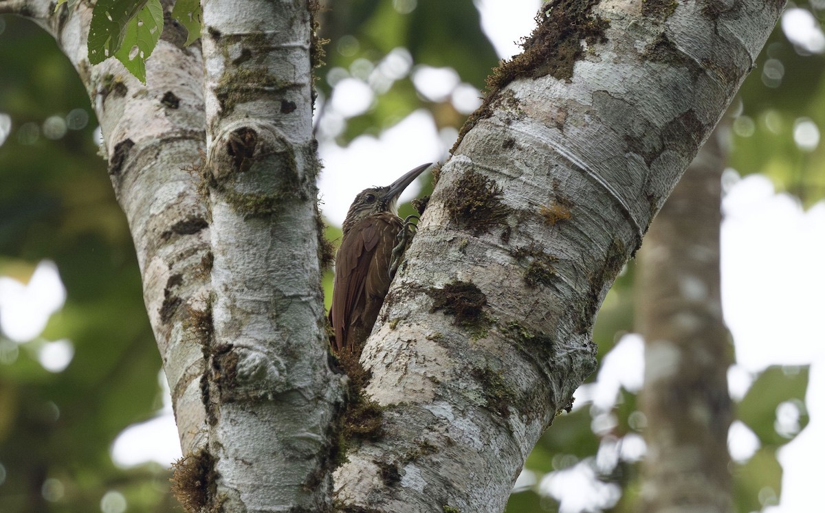 Strong-billed Woodcreeper - ML611944481
