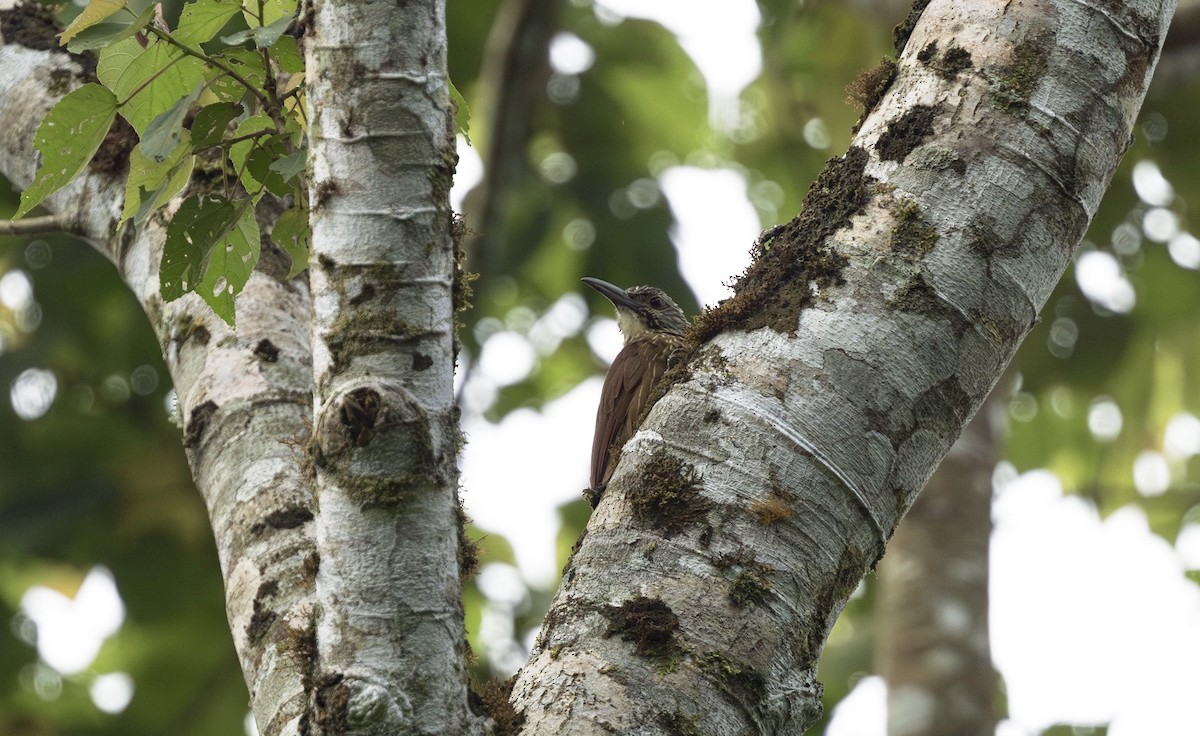 Strong-billed Woodcreeper - ML611944482