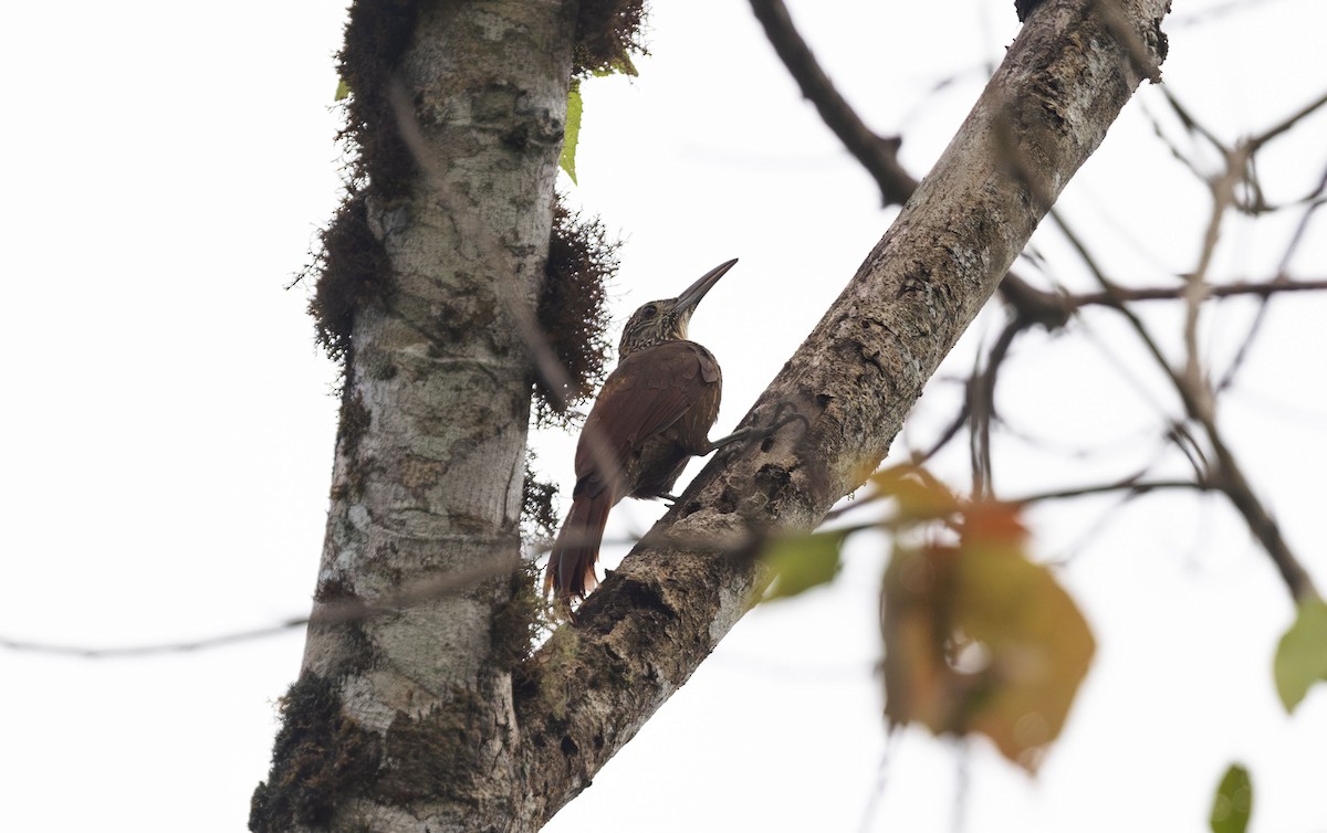 Strong-billed Woodcreeper - ML611944483