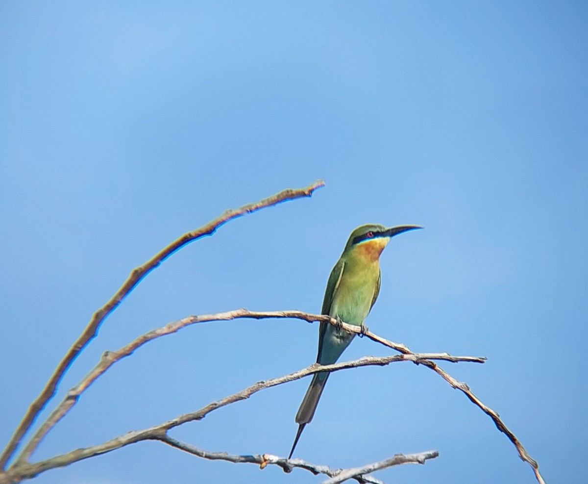 Blue-tailed Bee-eater - Jayadev  Menon