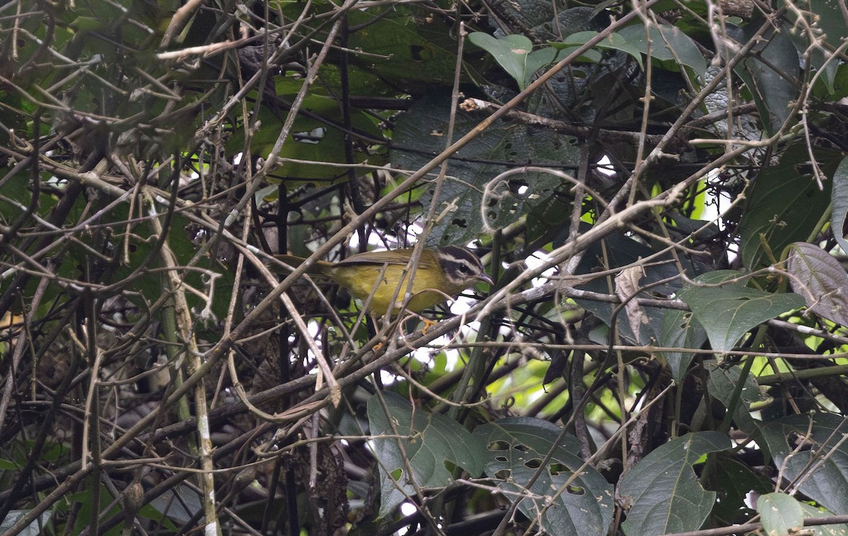 Three-striped Warbler - Timo Mitzen