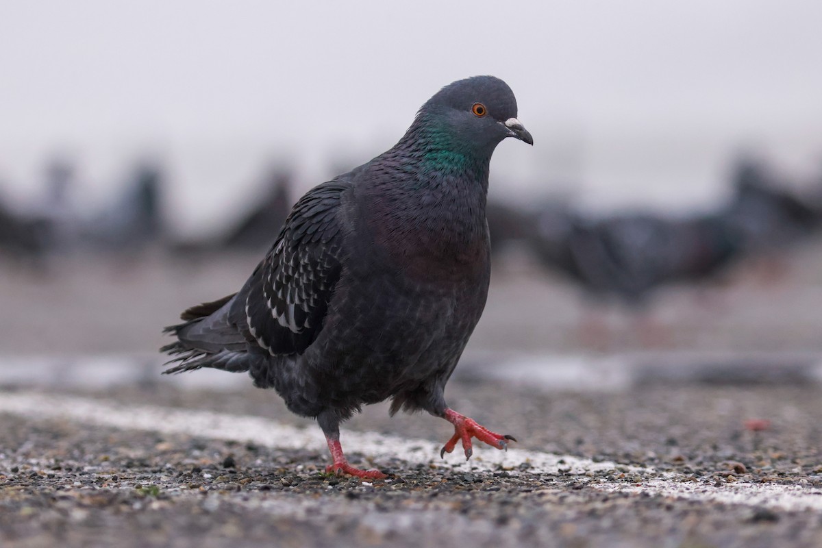 Rock Pigeon (Feral Pigeon) - ML611944686