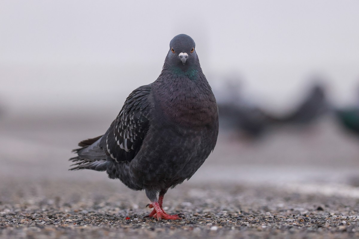 Pigeon biset (forme domestique) - ML611944688