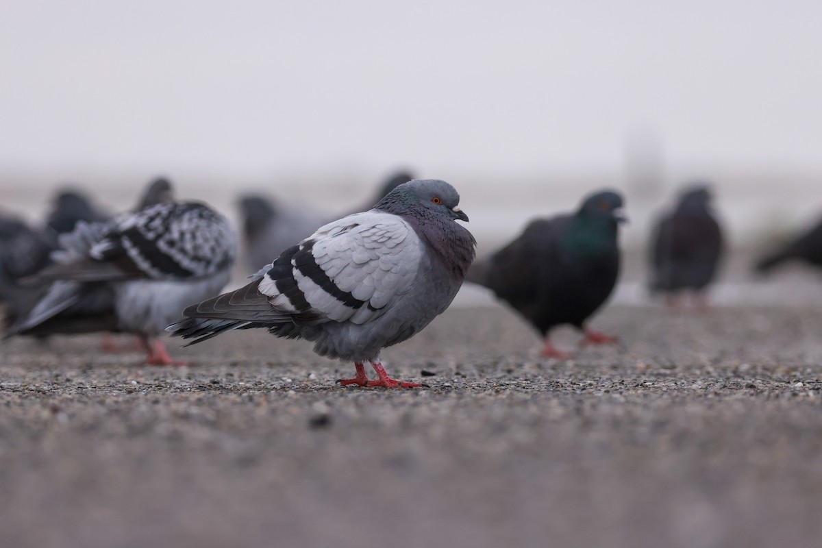 Rock Pigeon (Feral Pigeon) - ML611944689