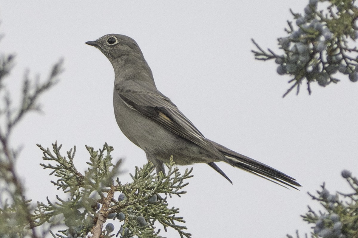 Townsend's Solitaire - ML611944718