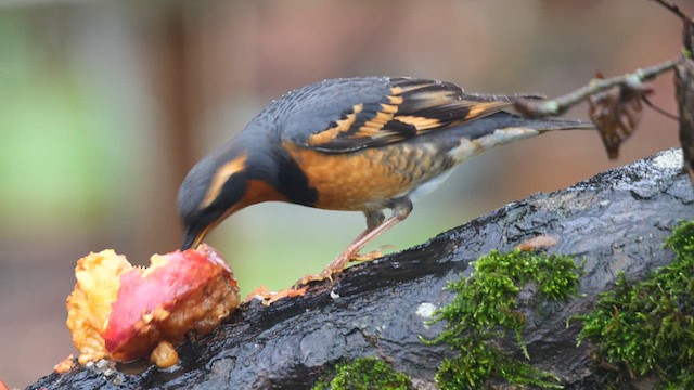 Varied Thrush - ML611944746