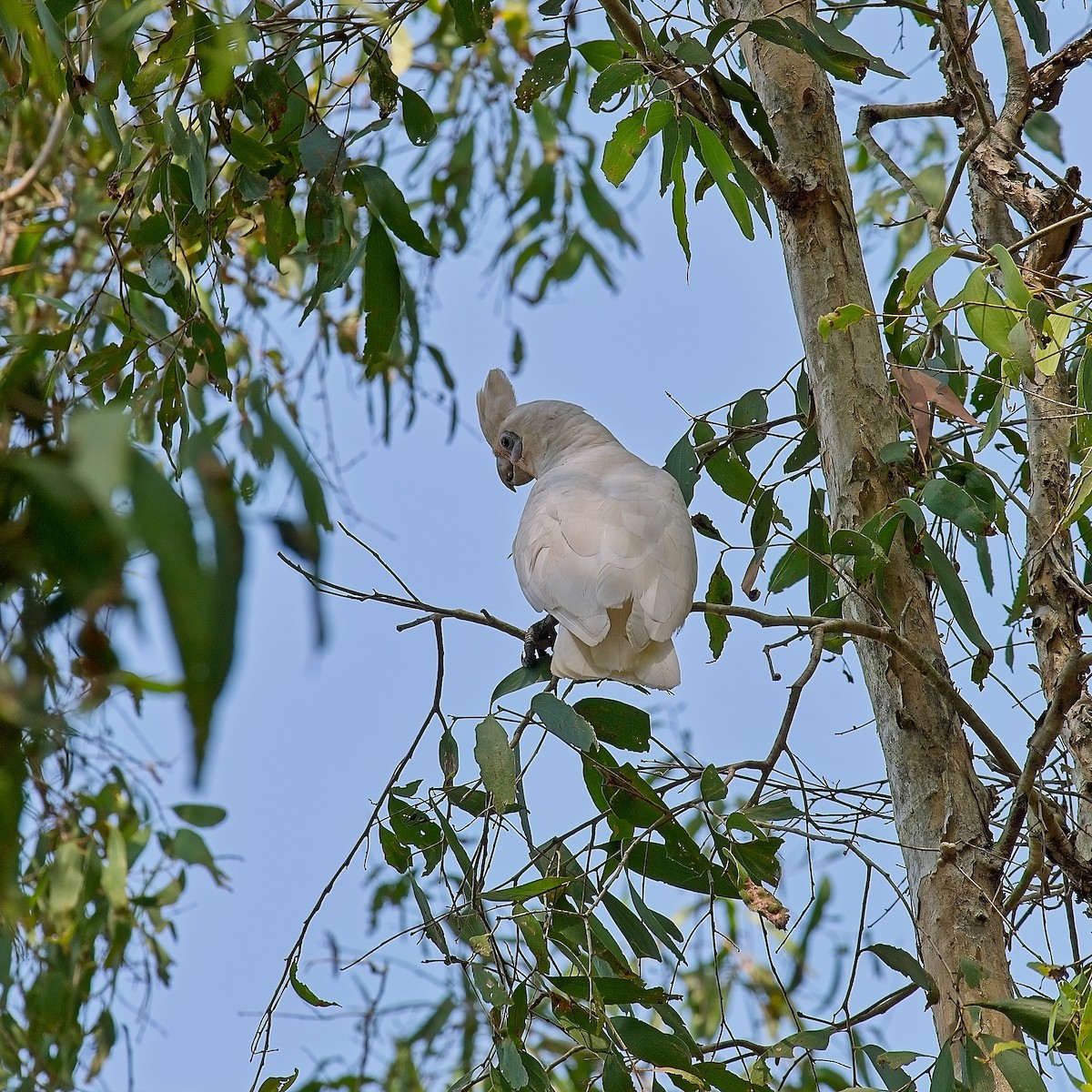 Little Corella - ML611944782