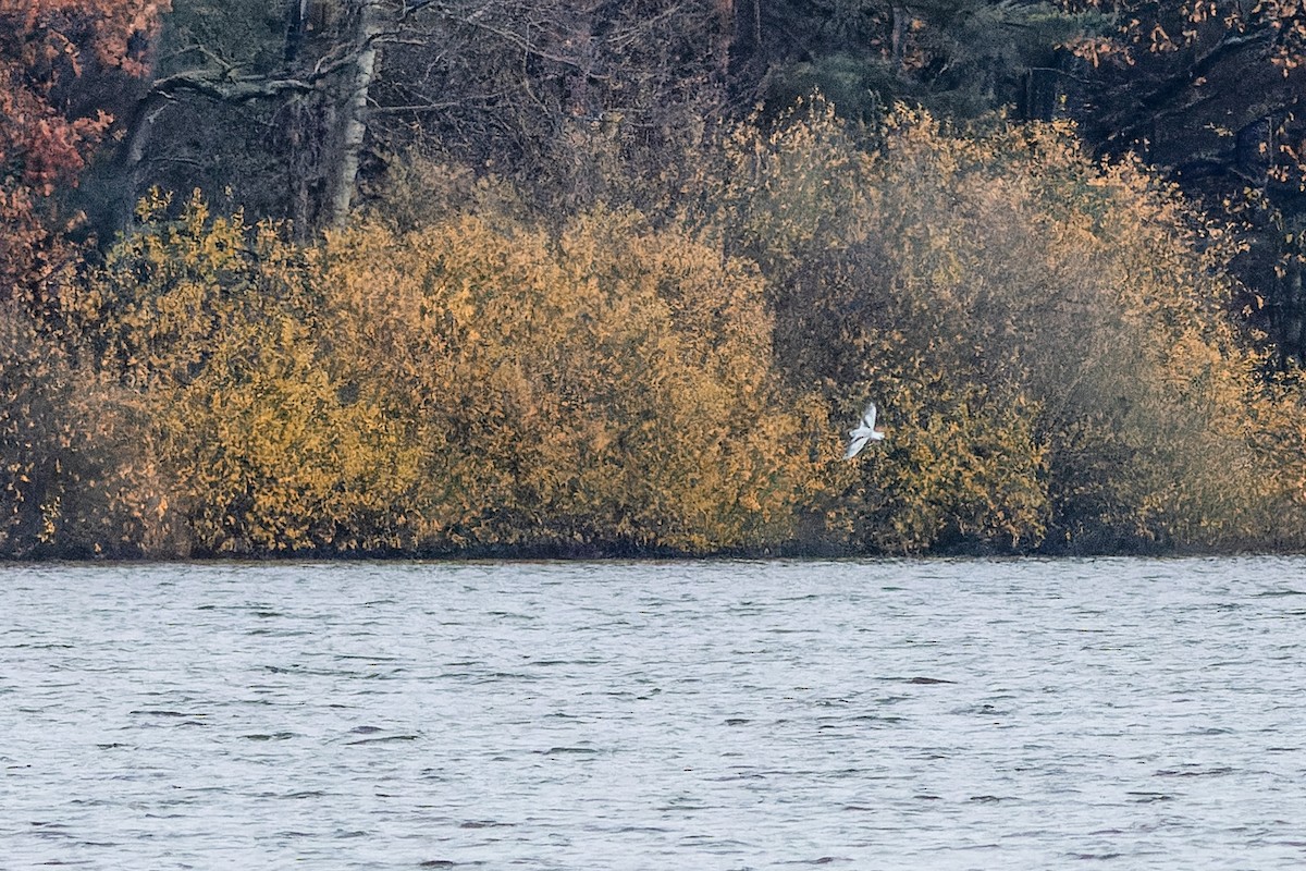 Little Gull - ML611944852