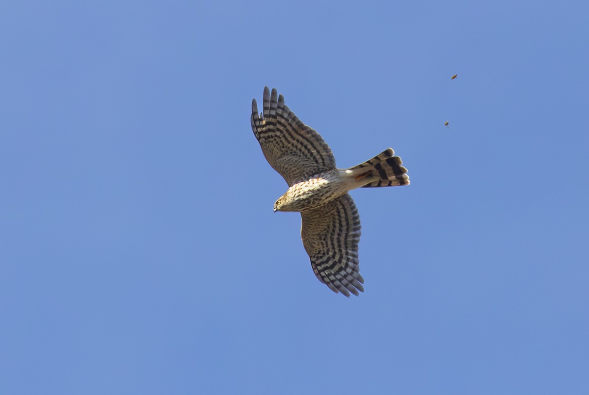 Sharp-shinned Hawk - Sylvia Wright