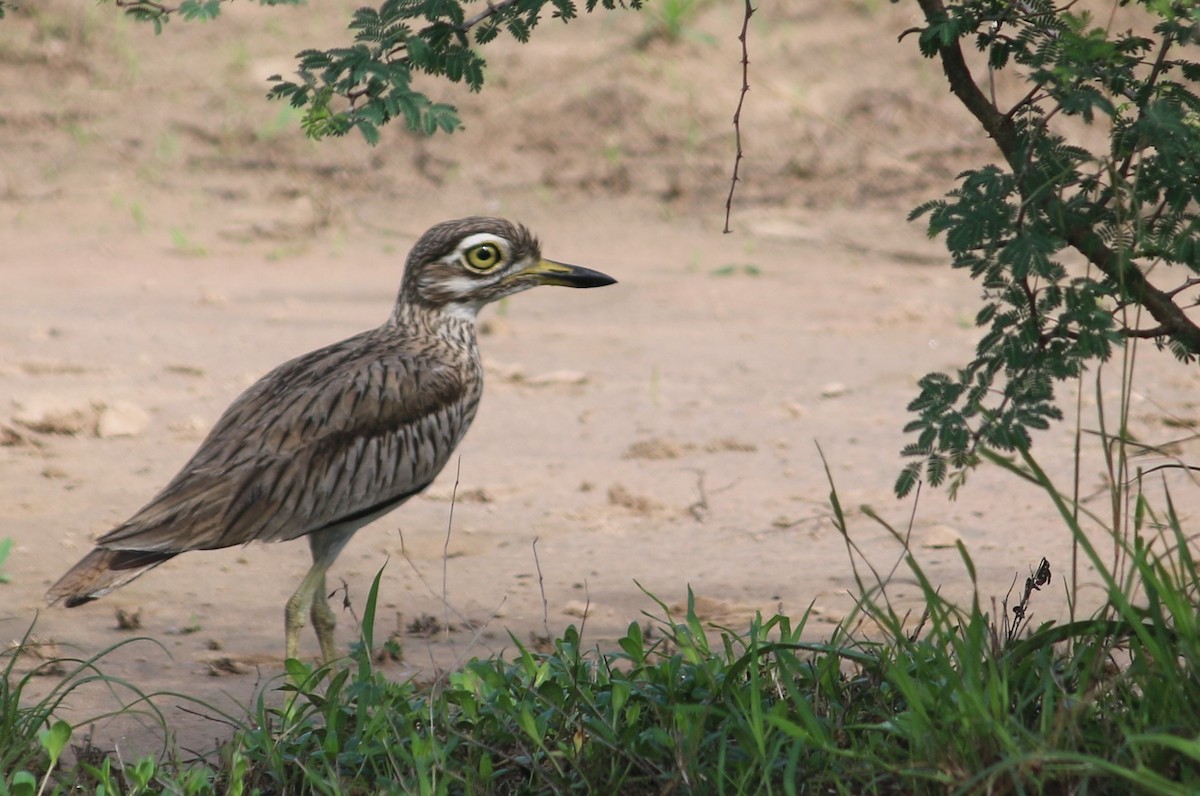 Senegal Thick-knee - ML611944965