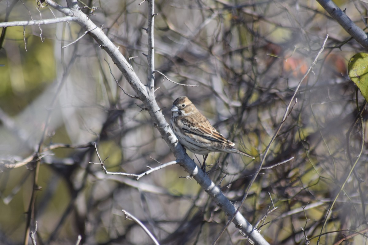 Lark Bunting - ML611945021