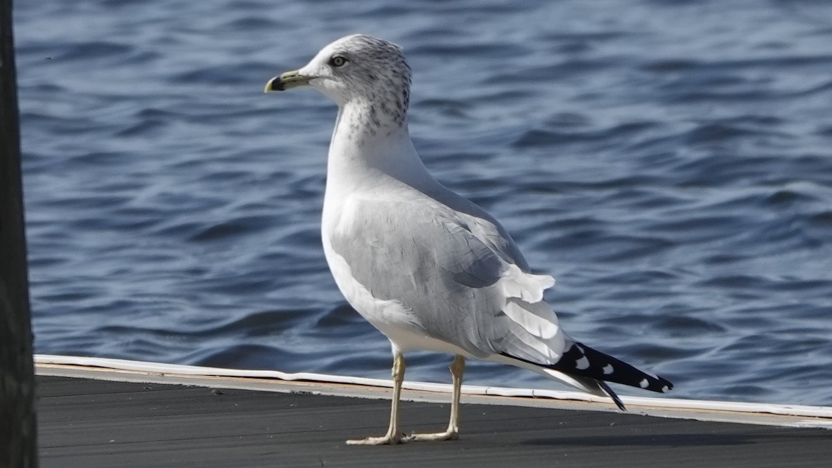 Ring-billed Gull - ML611945085
