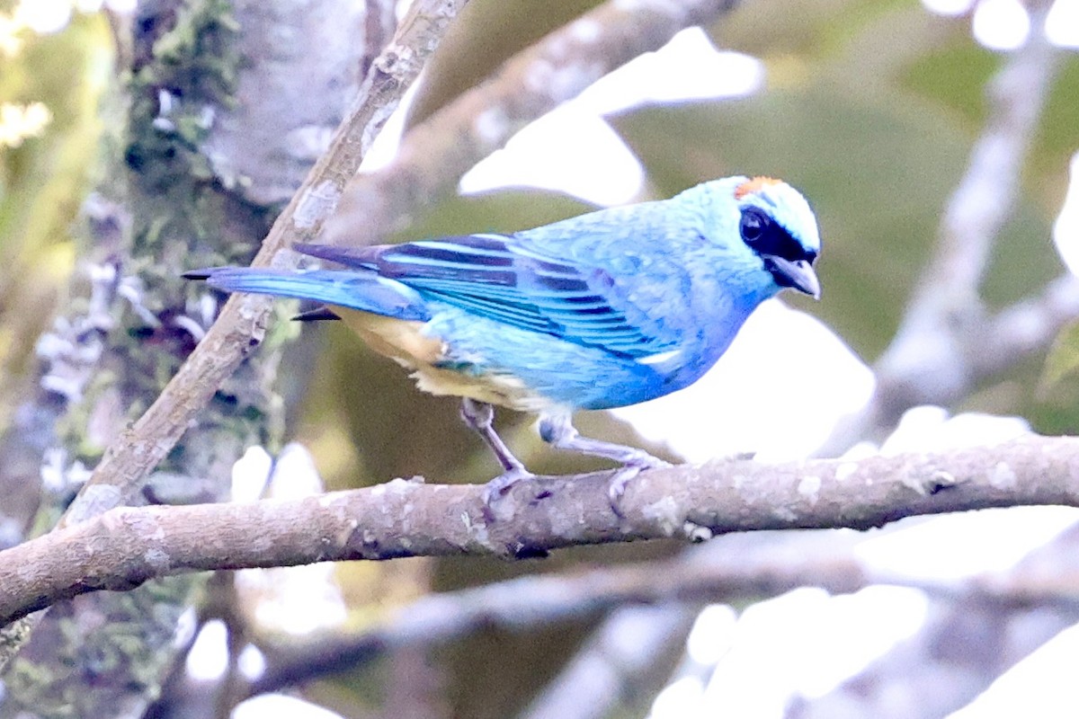 Golden-naped Tanager (Rusty-naped) - ML611945178