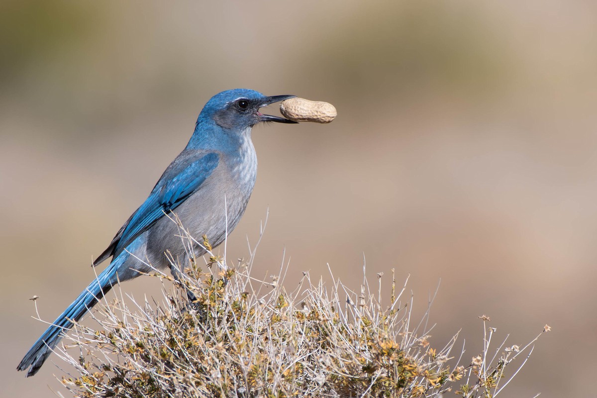 Woodhouse's Scrub-Jay - ML611945212