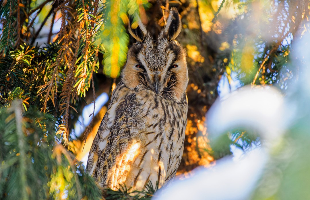 Long-eared Owl - ML611945222
