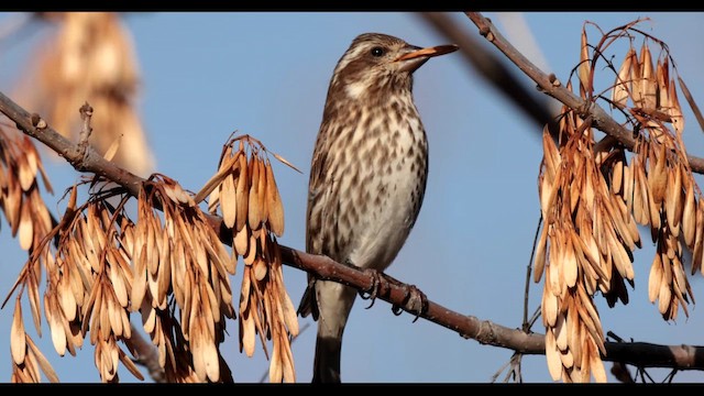 Purple Finch - ML611945254