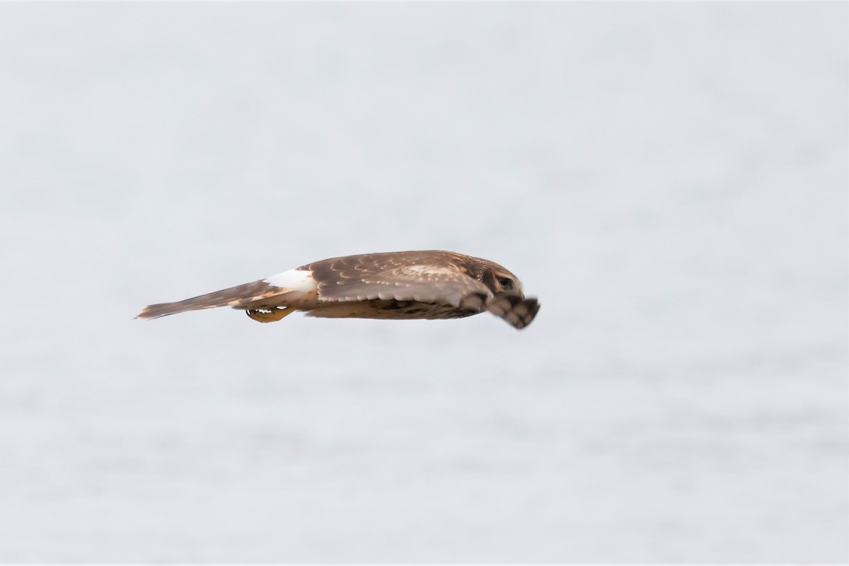 Northern Harrier - ML611945269