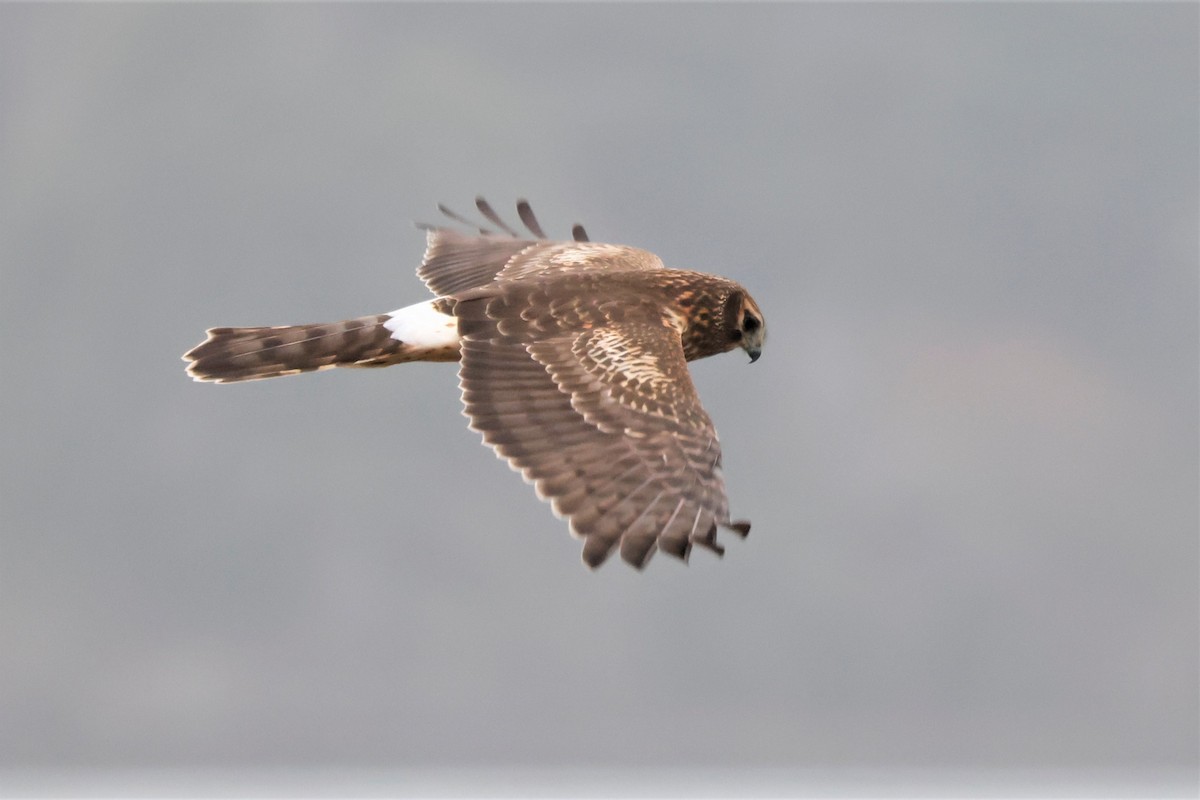 Northern Harrier - ML611945270