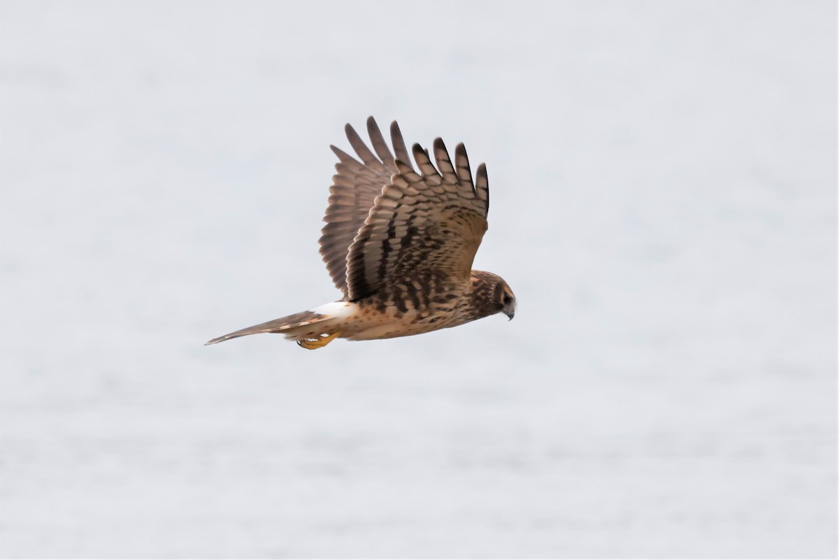 Northern Harrier - ML611945271