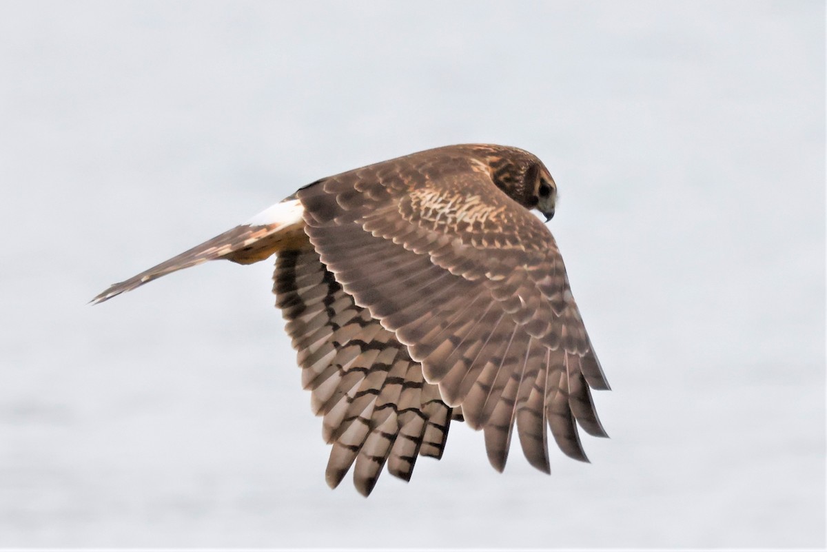 Northern Harrier - ML611945272