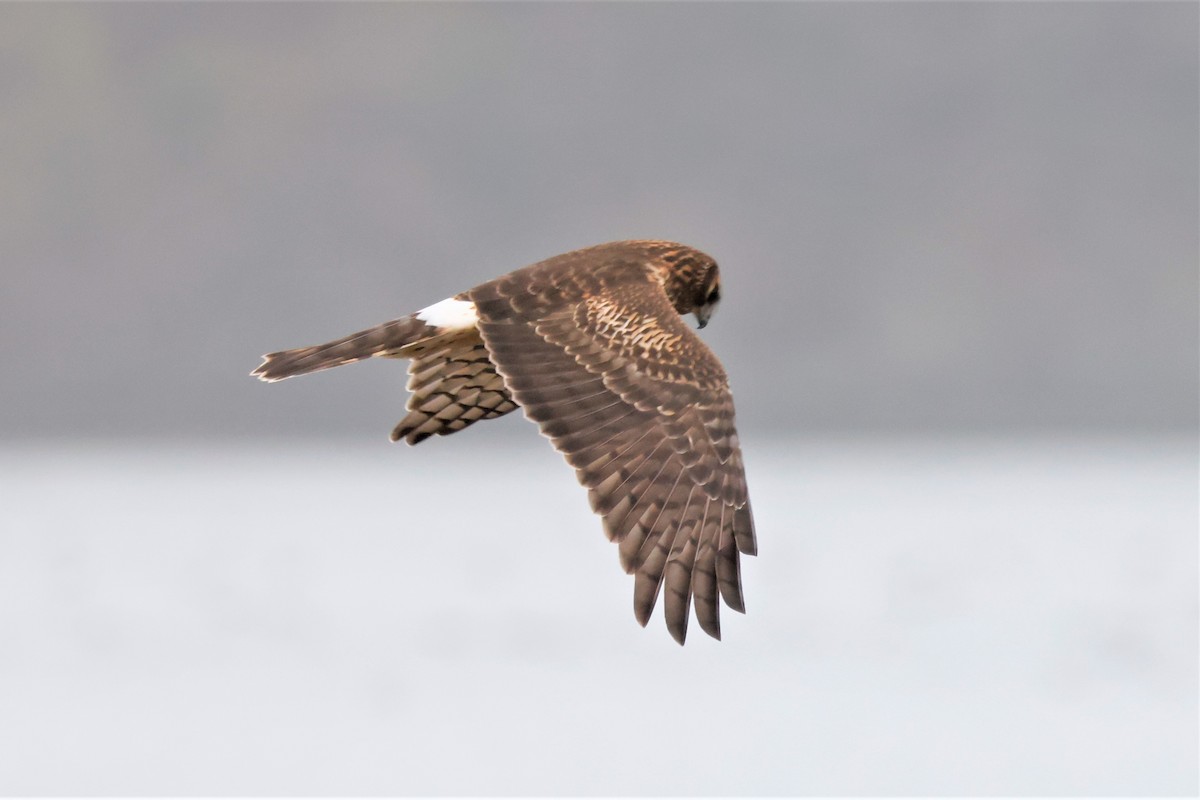 Northern Harrier - ML611945273