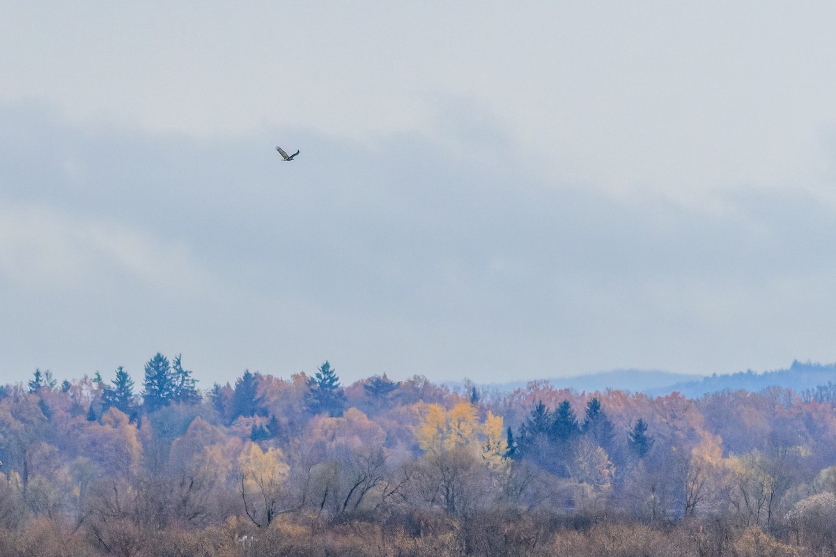 White-tailed Eagle - ML611945280