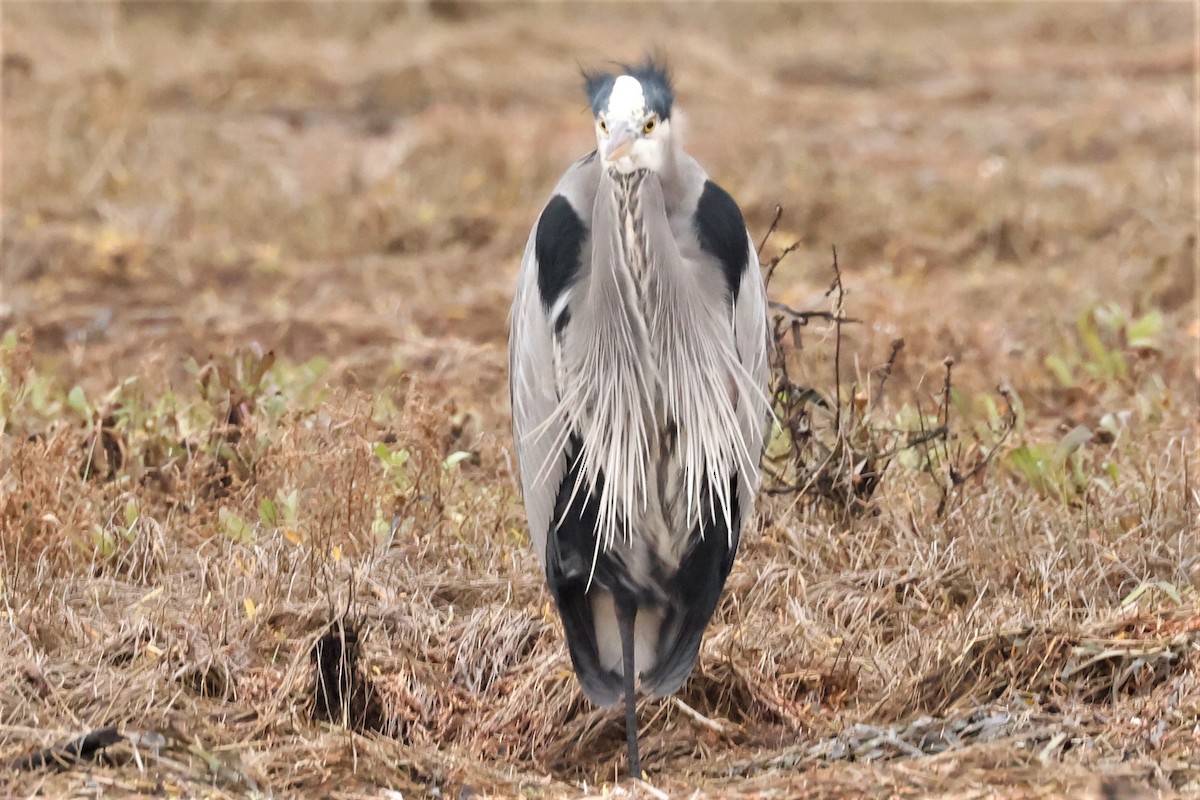 Great Blue Heron (Great Blue) - ML611945281