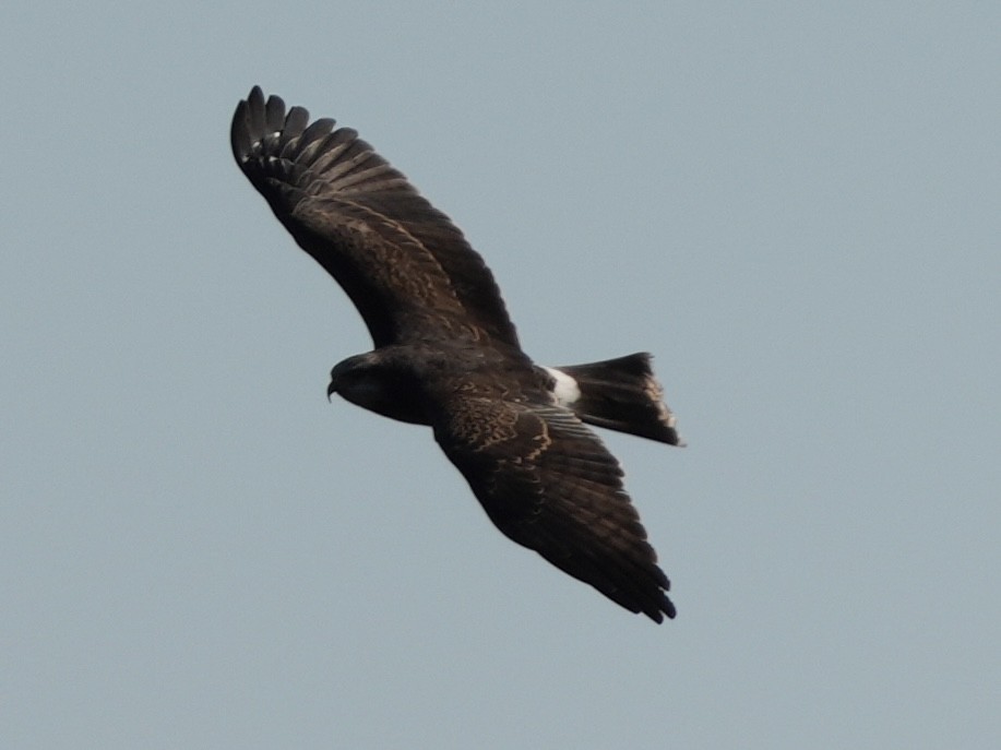 Snail Kite - ML611945313