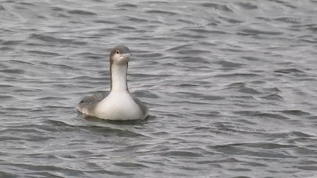 Pacific Loon - ML611945328