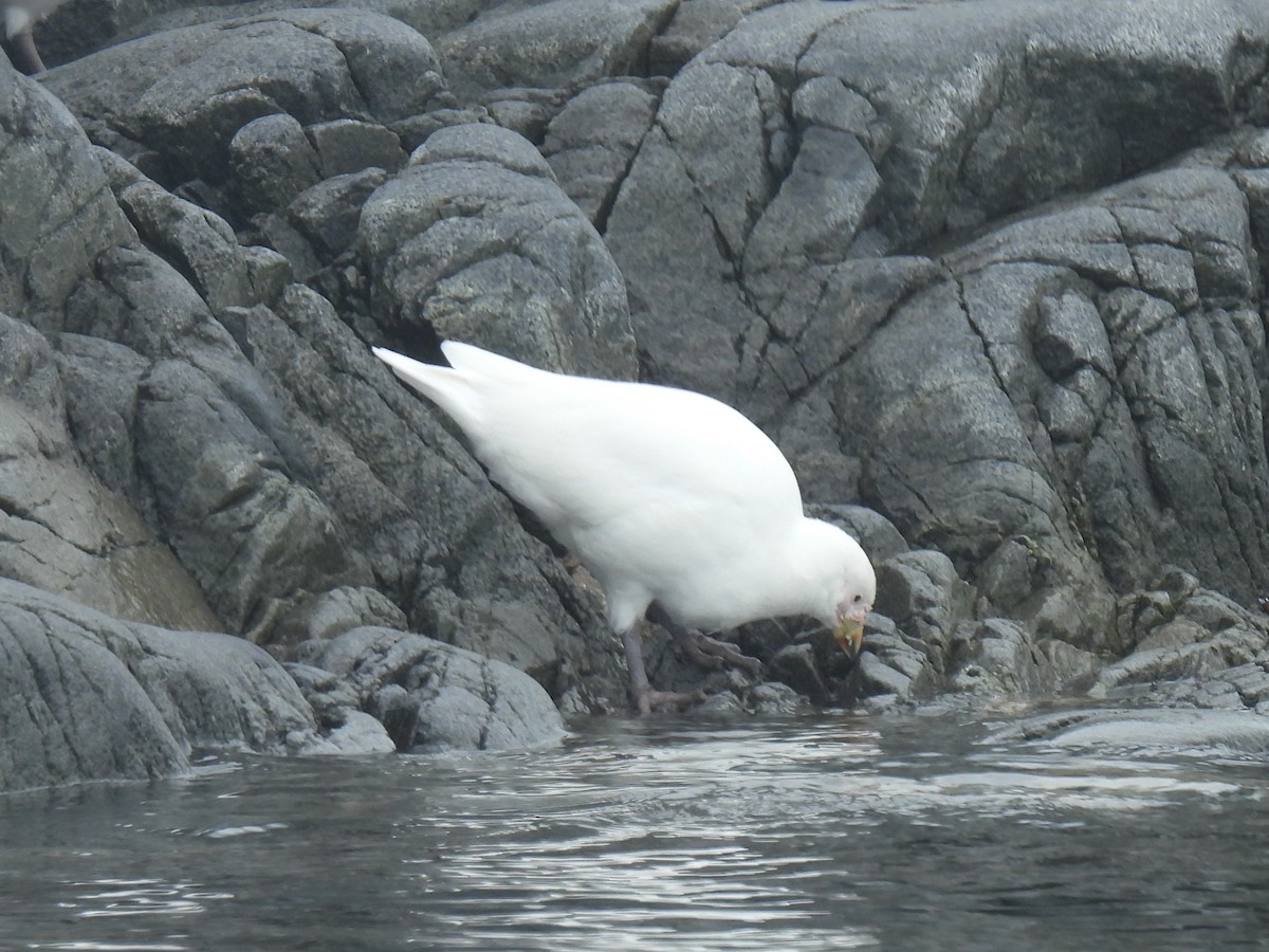 Snowy Sheathbill - ML611945426