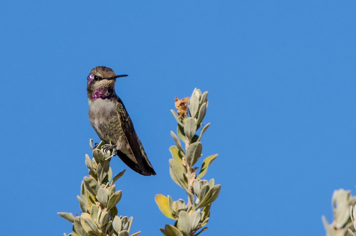 Costa's Hummingbird - Daniel Ward