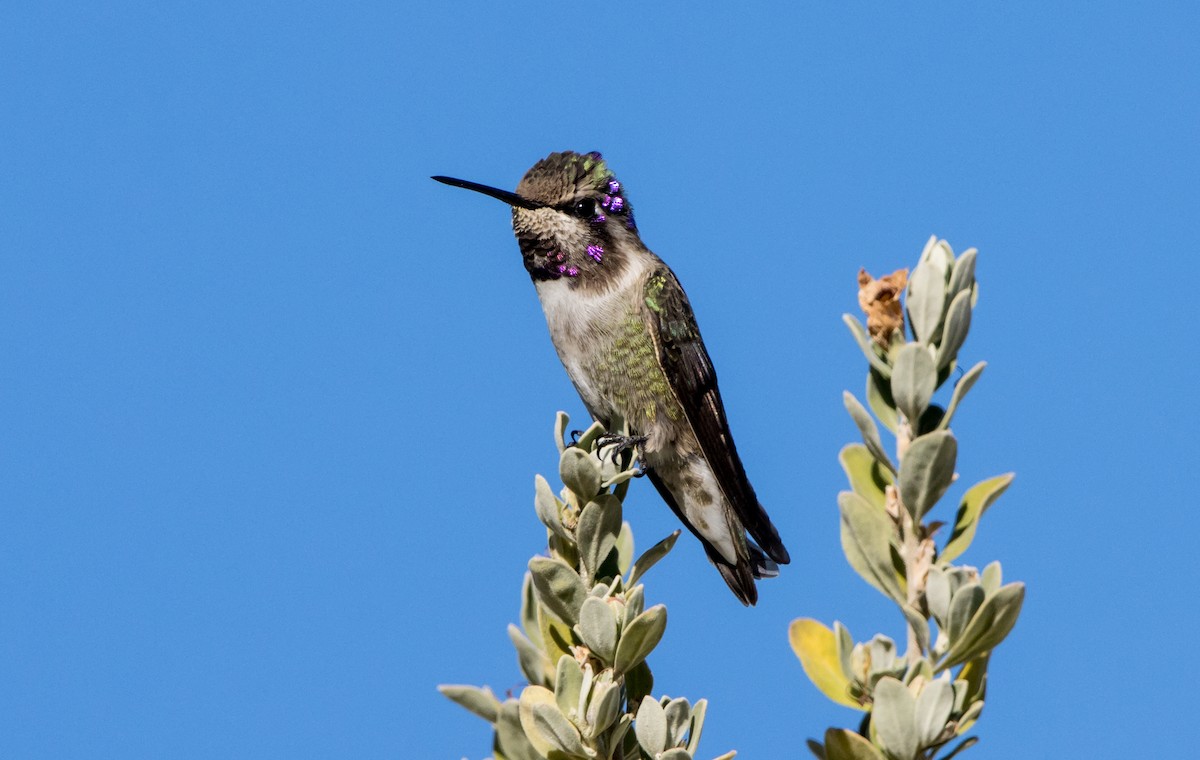 Costa's Hummingbird - Daniel Ward