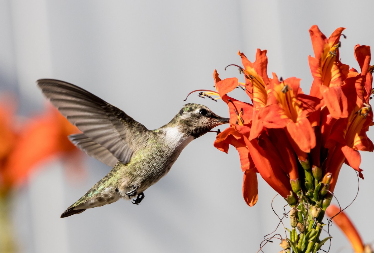 Costa's Hummingbird - Daniel Ward