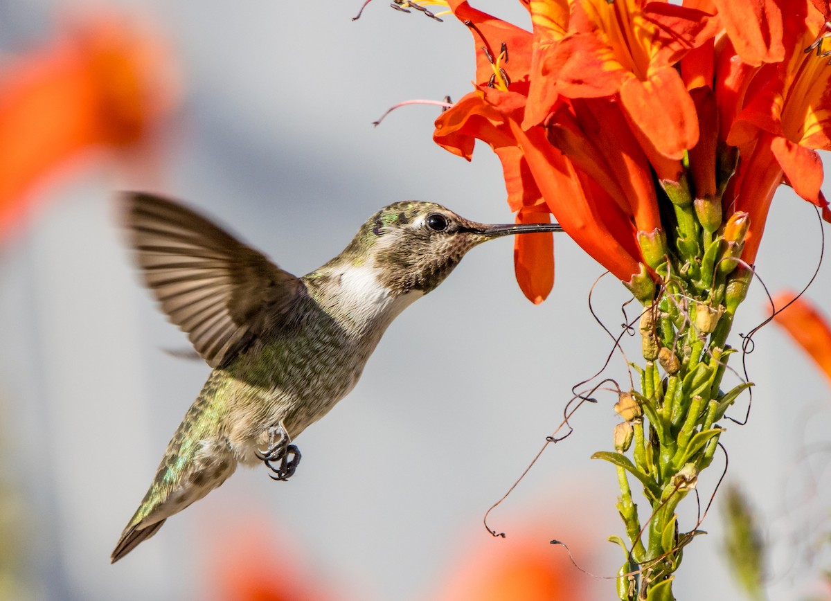 Costa's Hummingbird - Daniel Ward