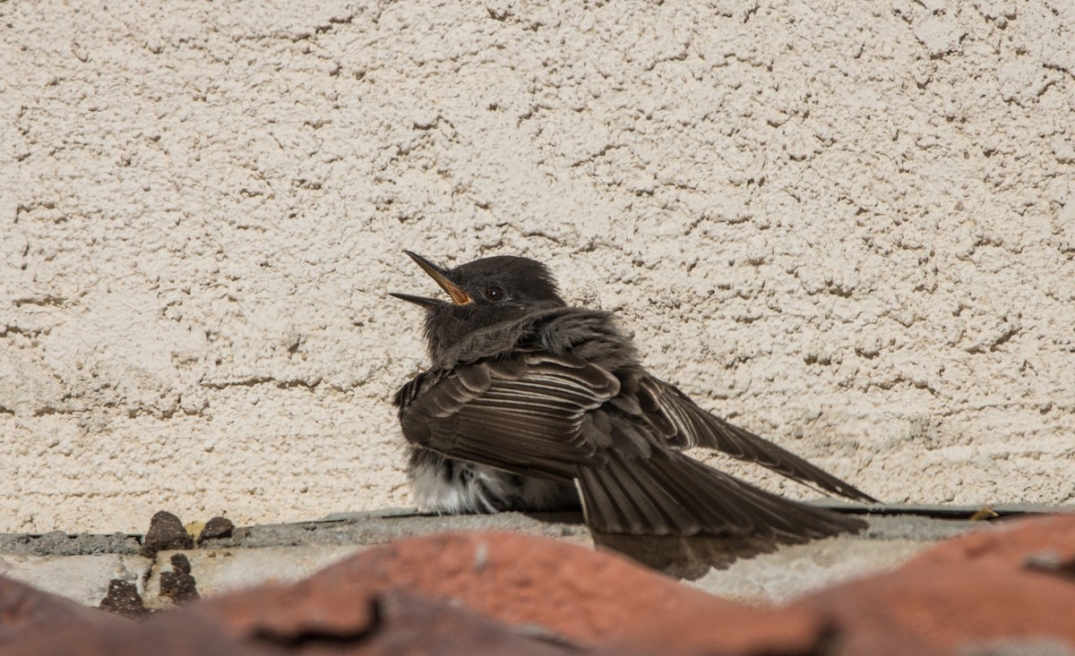 Black Phoebe - Daniel Ward