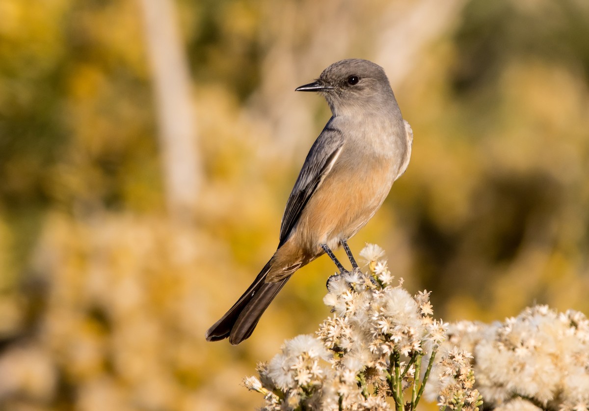 Say's Phoebe - Daniel Ward