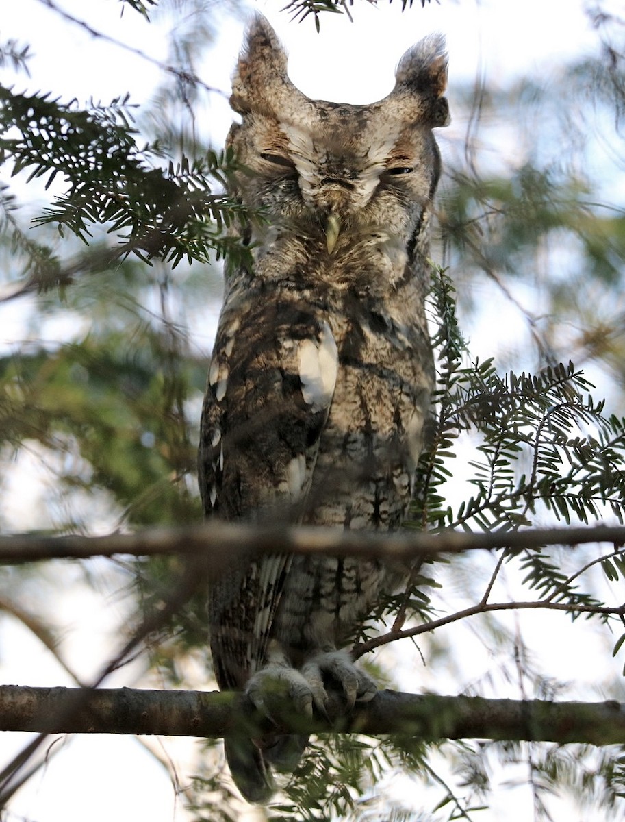 Eastern Screech-Owl - ML611945501