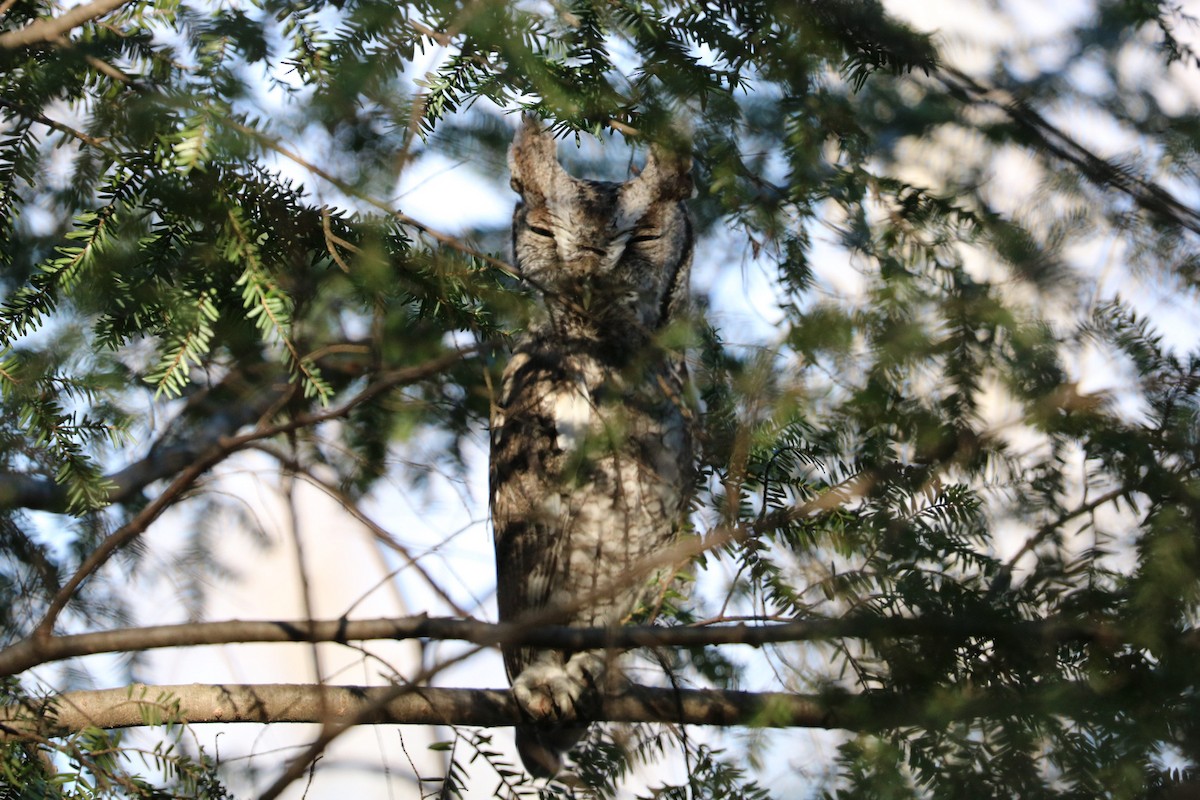 Eastern Screech-Owl - ML611945502