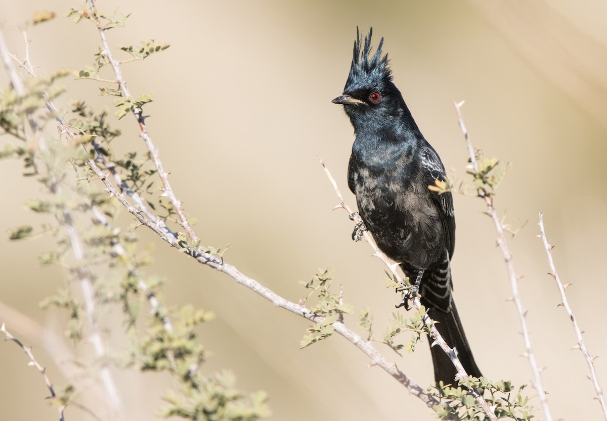 Phainopepla - Daniel Ward