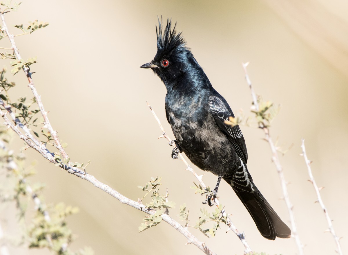 Phainopepla - Daniel Ward