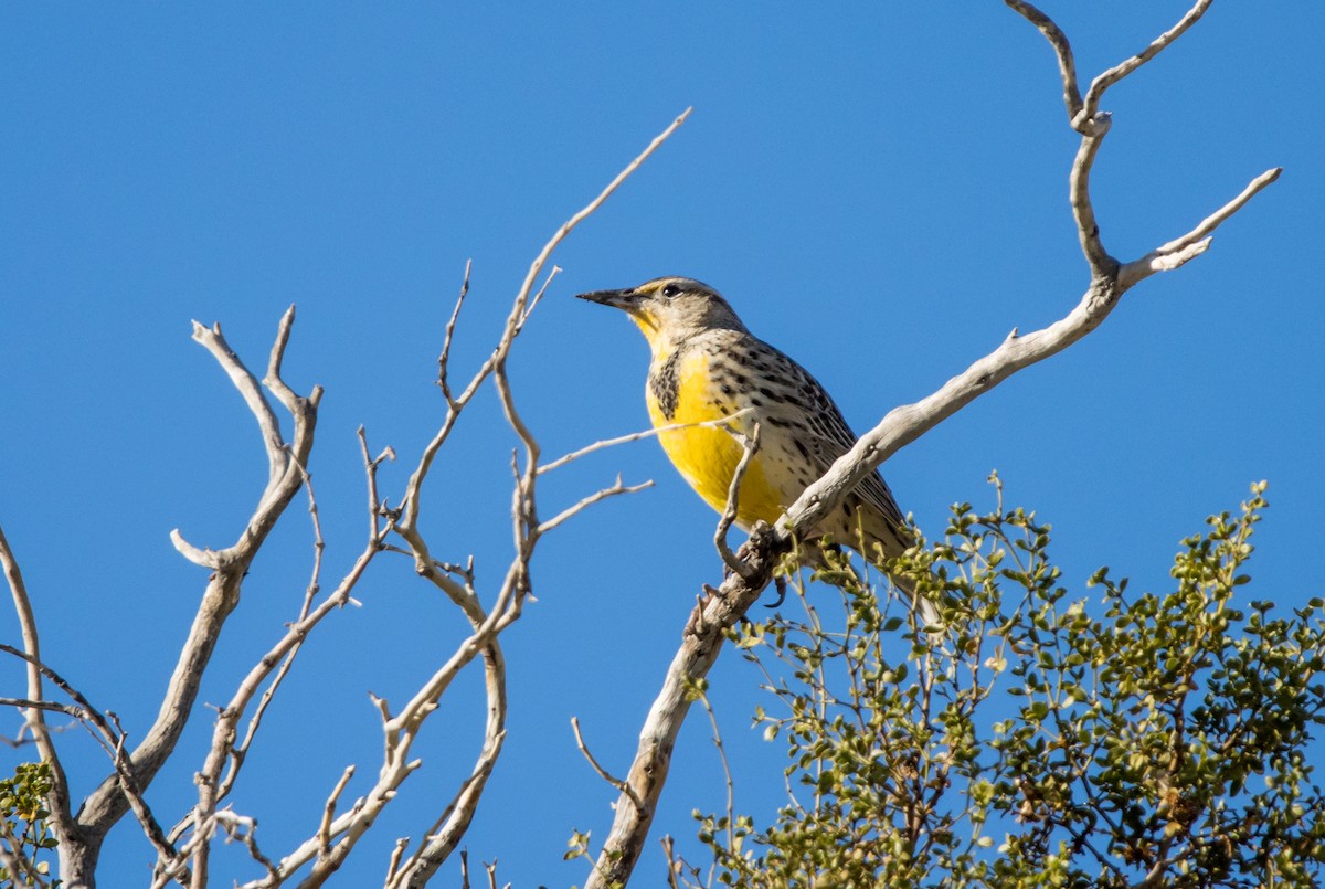 Western Meadowlark - Daniel Ward