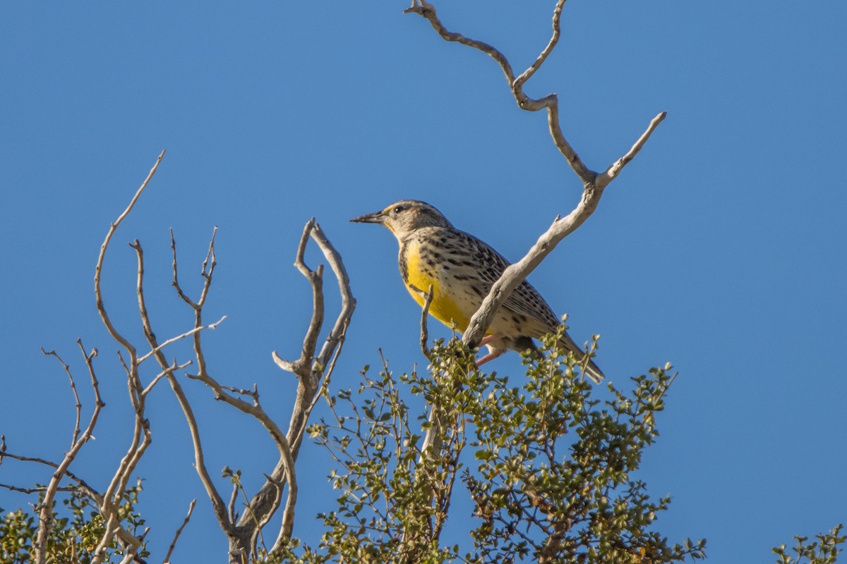 Western Meadowlark - Daniel Ward