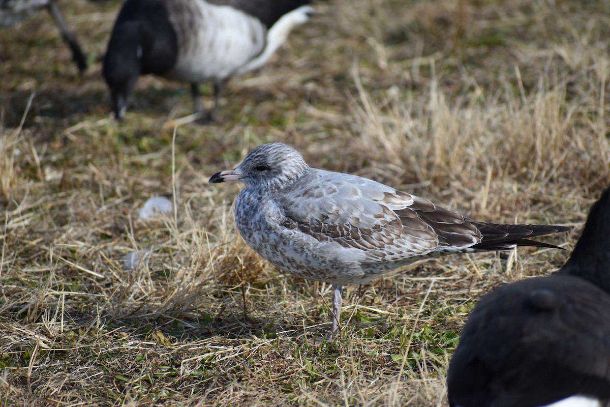 Ring-billed Gull - Joseph Trezza