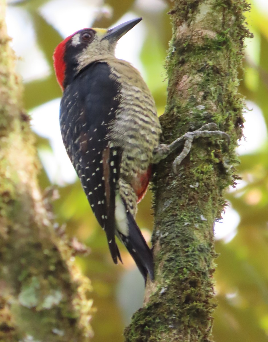 Black-cheeked Woodpecker - Elizabeth Lyons