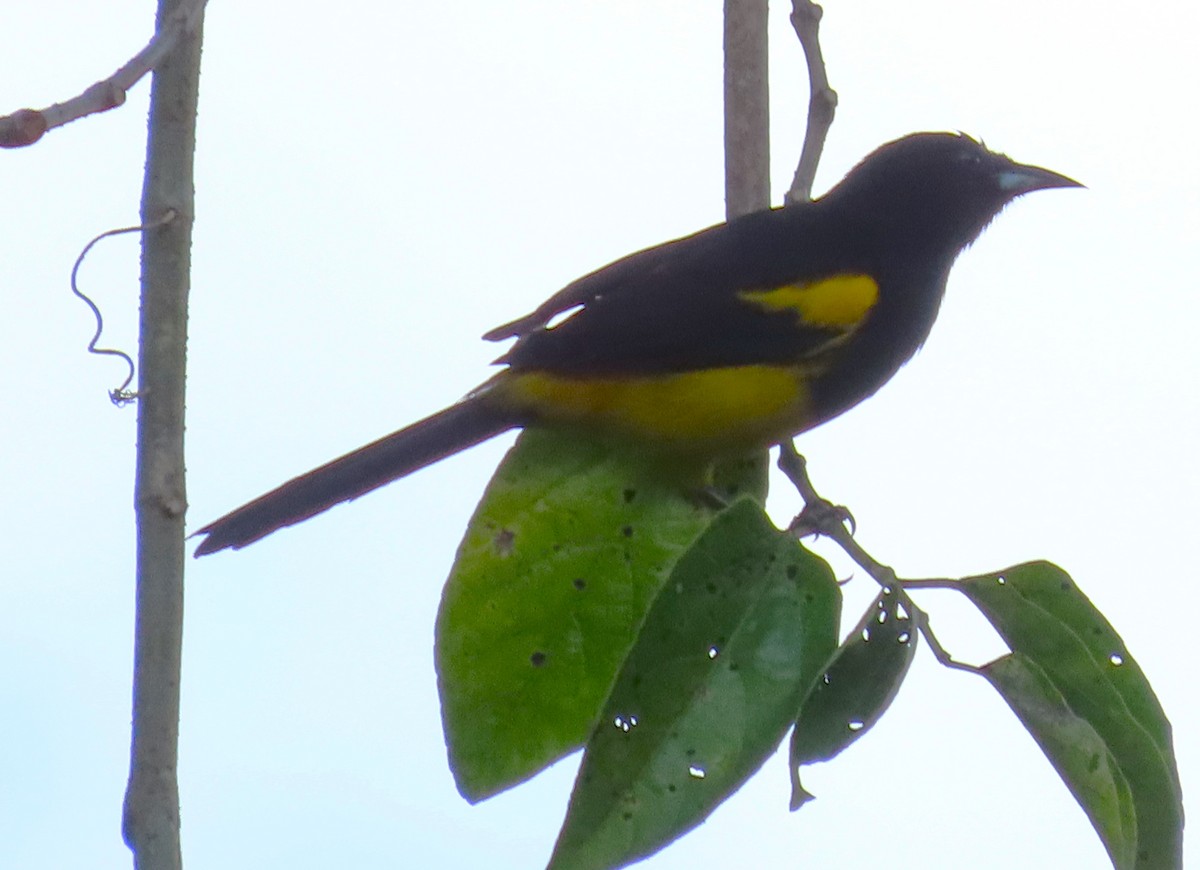 Black-cowled Oriole - Elizabeth Lyons