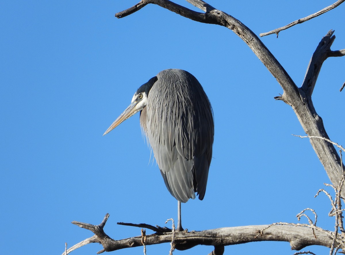 Great Blue Heron - ML611945706