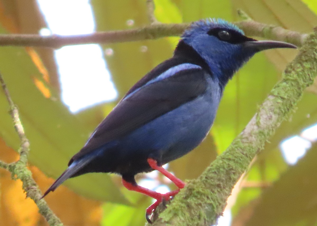 Red-legged Honeycreeper - Elizabeth Lyons