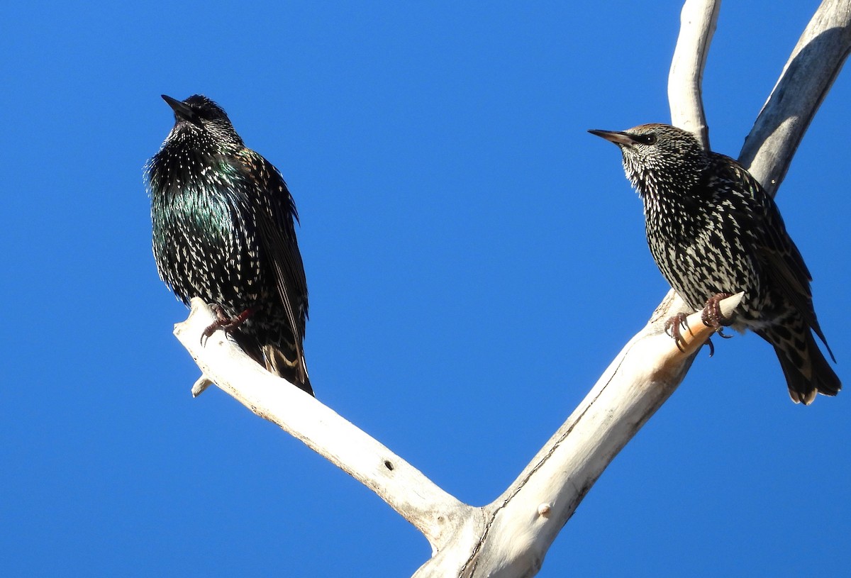 European Starling - ML611945723