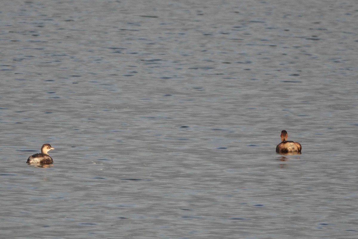 Little Grebe - ML611945775